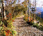 護摩壇山森林公園ワイルドライフ